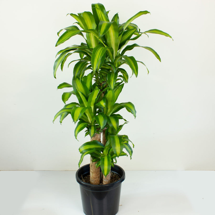 Happy Plant 'Dracaena Massangeana' 30cm pot |My Jungle Home|