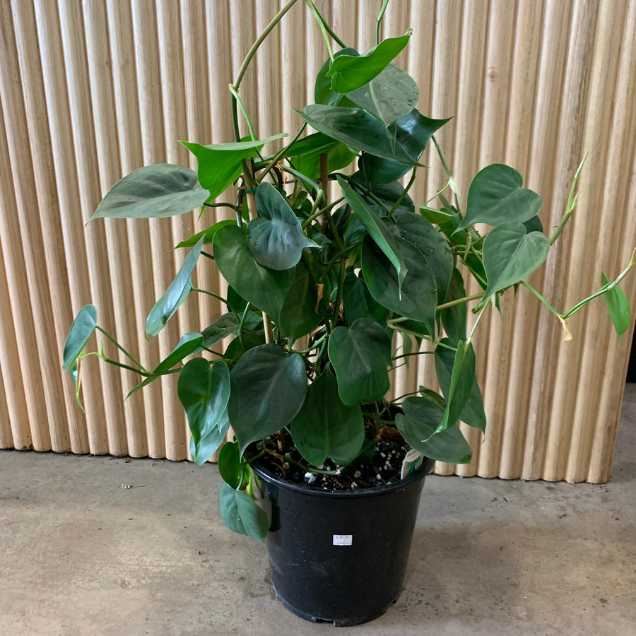 Heart Leaf Philodendron Totem 25cm pot |My Jungle Home|