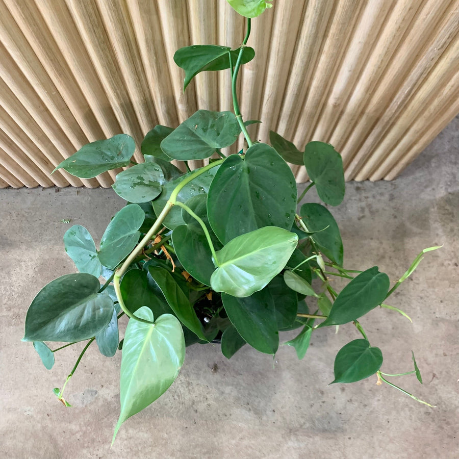 Heart Leaf Philodendron Totem 25cm pot |My Jungle Home|