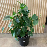 Heart Leaf Philodendron Totem 25cm pot |My Jungle Home|