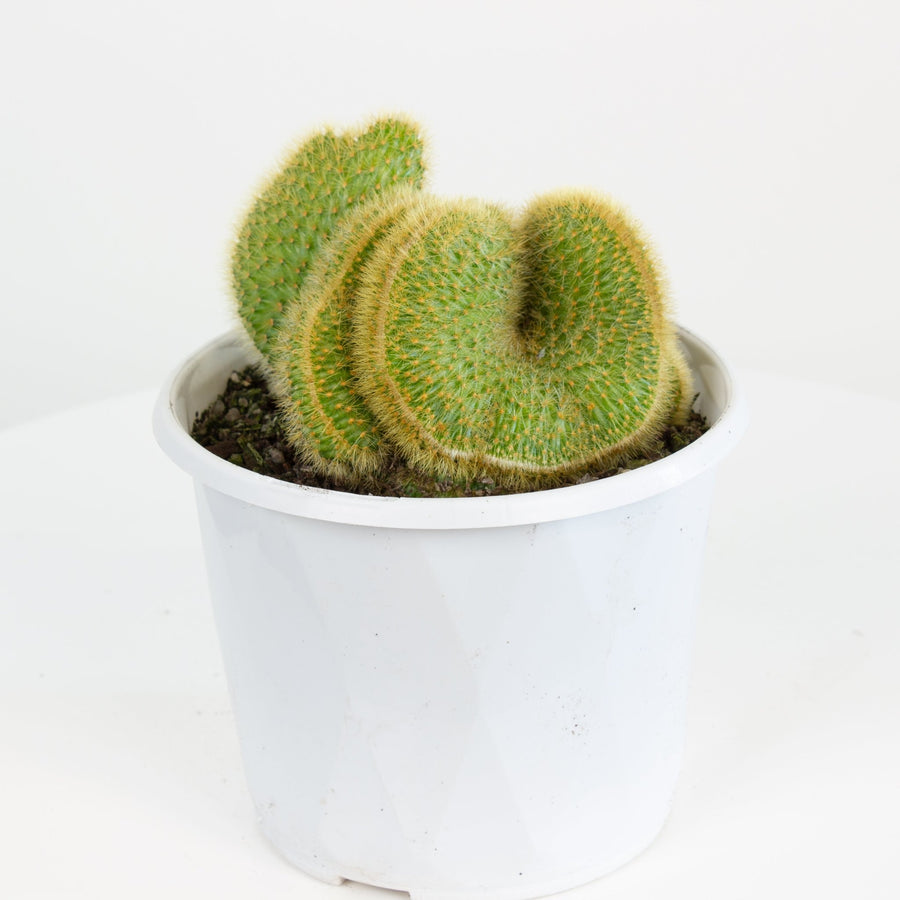 Hildewinteria Aureispina Cristata Cactus 13cm pot |My Jungle Home|