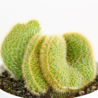 Hildewinteria Aureispina Cristata Cactus 13cm pot |My Jungle Home|