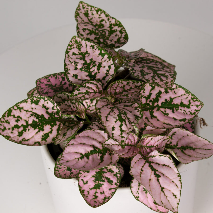 Hypoestes Pink Splash ‘Phyllostachya’ 13cm pot |My Jungle Home|