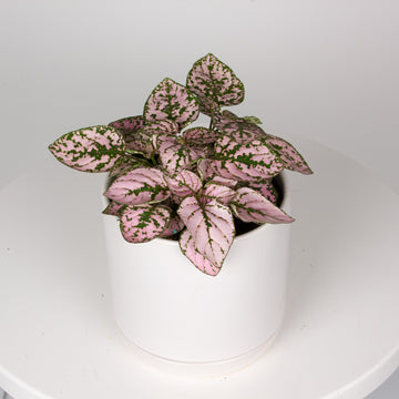 Hypoestes Pink Splash ‘Phyllostachya’ 13cm pot |My Jungle Home|