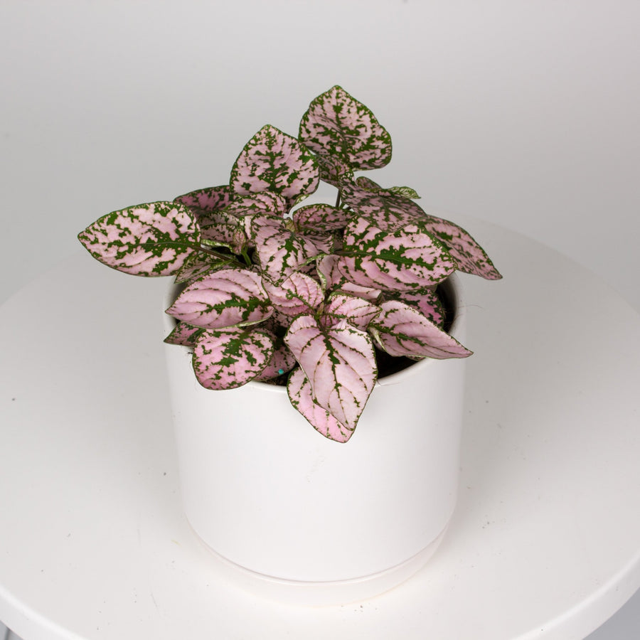 Hypoestes Pink Splash ‘Phyllostachya’ 13cm pot |My Jungle Home|