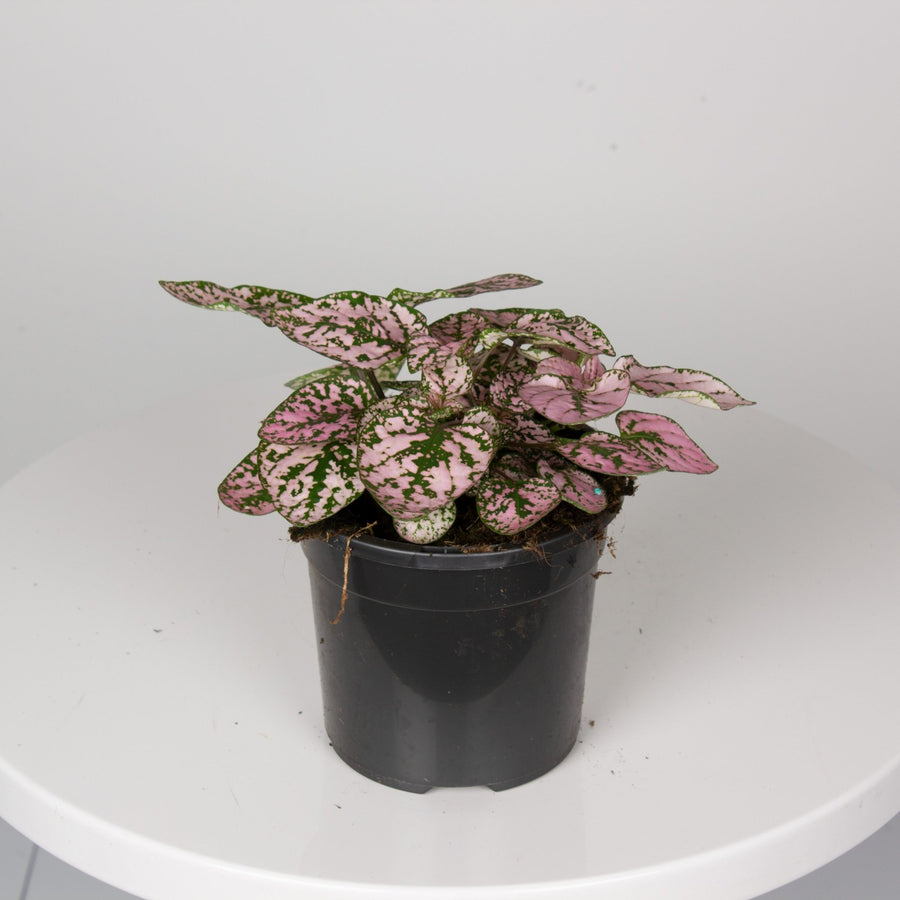 Hypoestes Pink Splash ‘Phyllostachya’ 13cm pot |My Jungle Home|