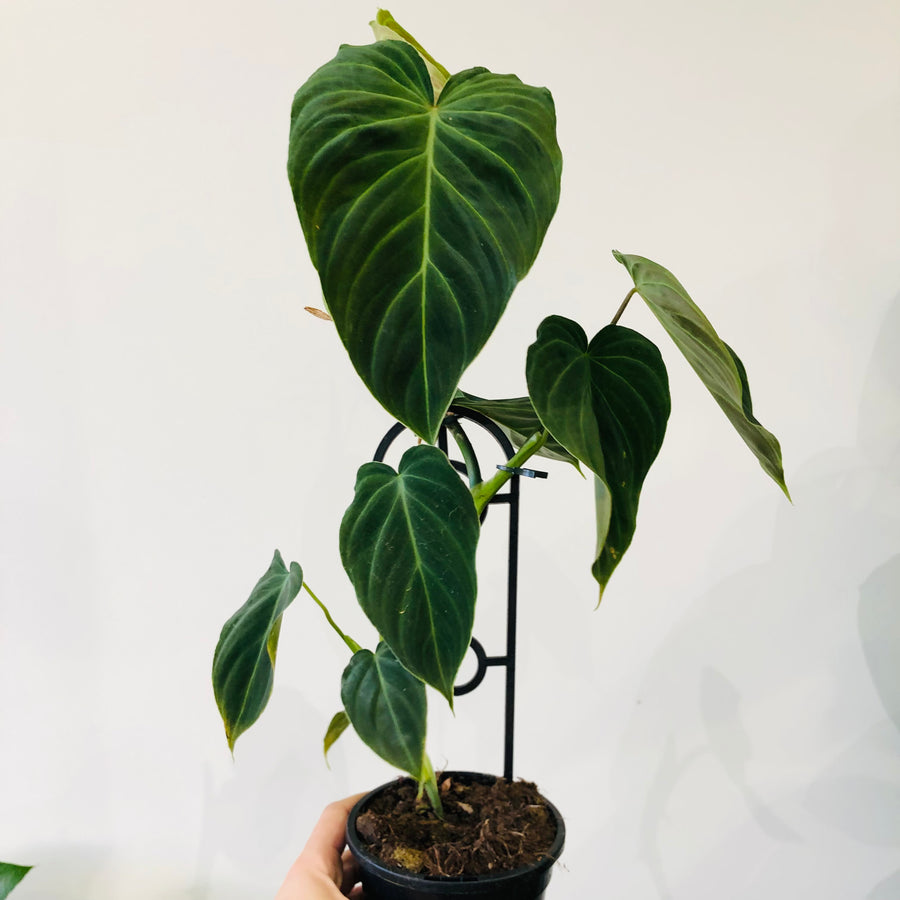 Philodendron Splendid