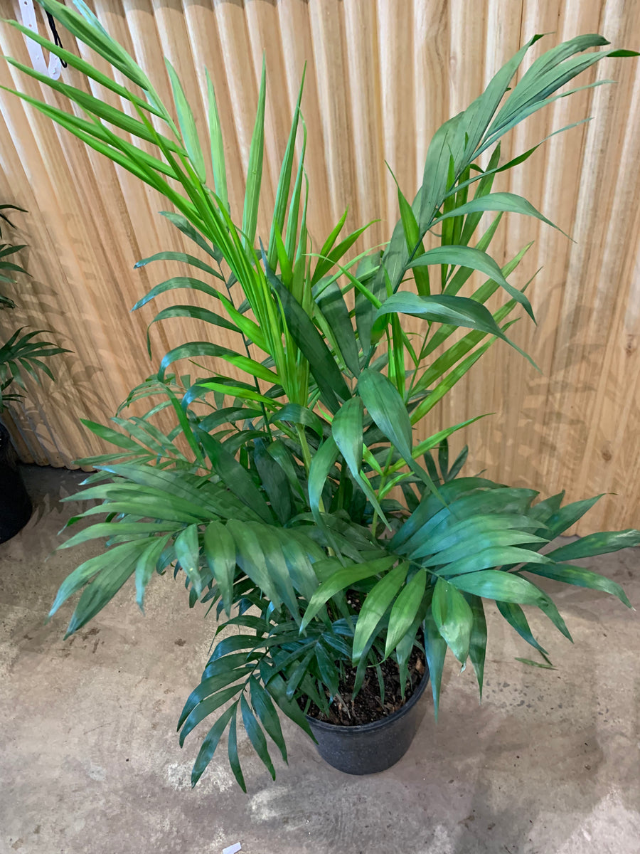 Parlour Palm ’Chamaedorea Elegans' 20 cm pot