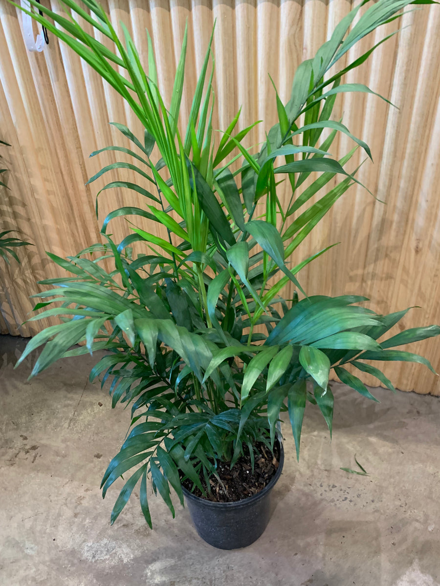 Parlour Palm ’Chamaedorea Elegans' 20 cm pot