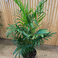 Parlour Palm ’Chamaedorea Elegans' 20 cm pot