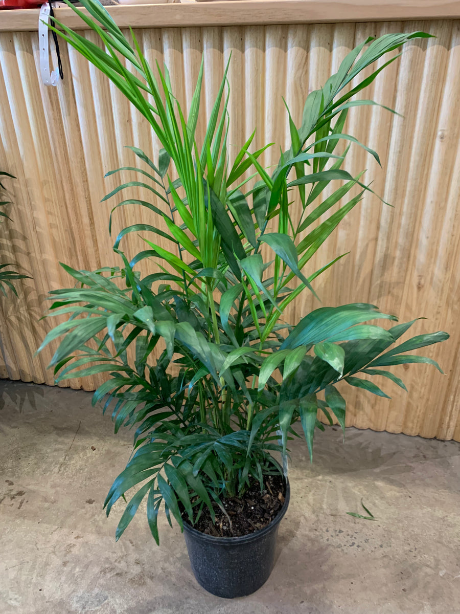 Parlour Palm ’Chamaedorea Elegans' 20 cm pot