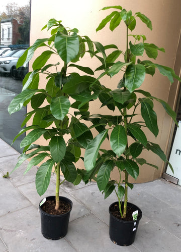 Tall Schefflera Amate 'Umbrella Plant' 20cm pot