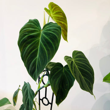 Philodendron Splendid