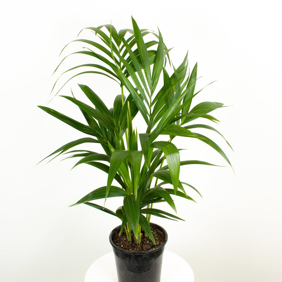 Kentia Palm 20cm pot |My Jungle Home|