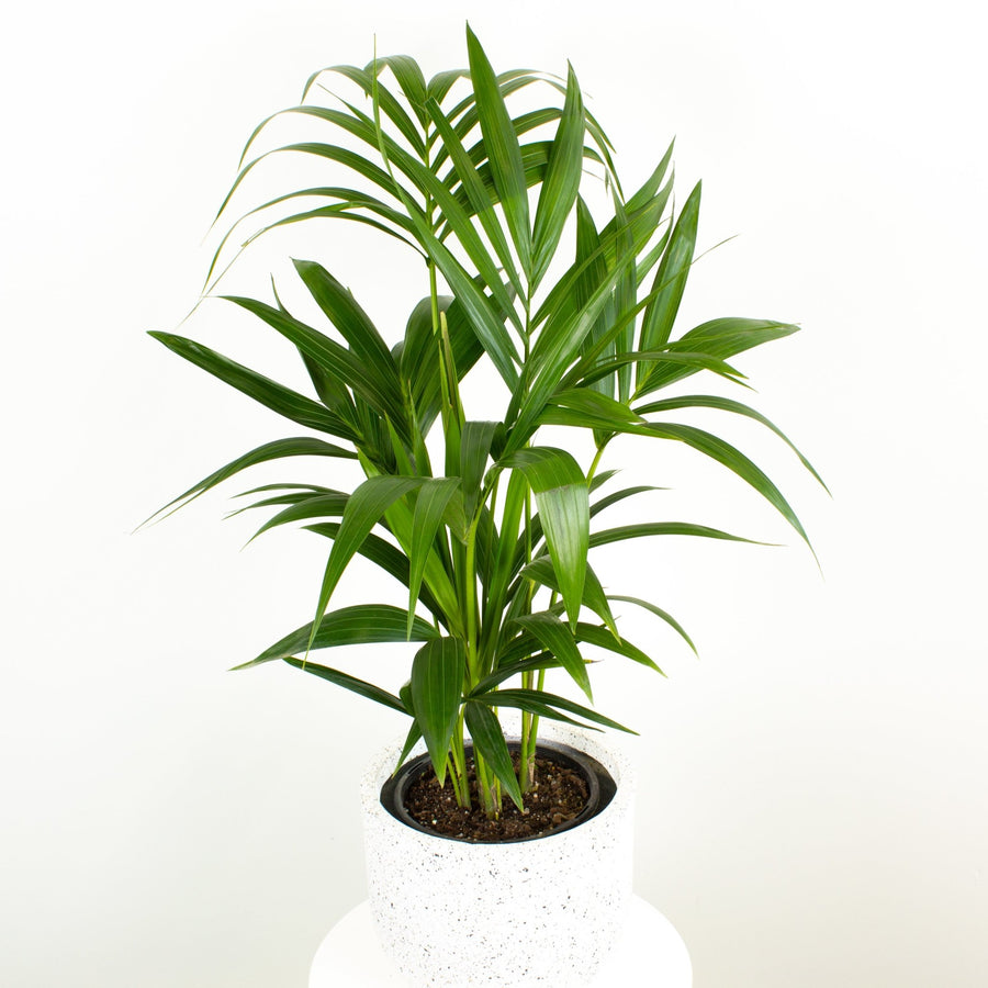 Kentia Palm 20cm pot |My Jungle Home|
