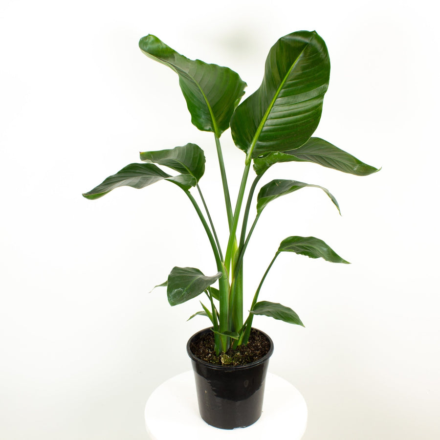 Large Multi Planted Bird of Paradise Strelitzia ‘Nicolai’ 20cm pot |My Jungle Home|