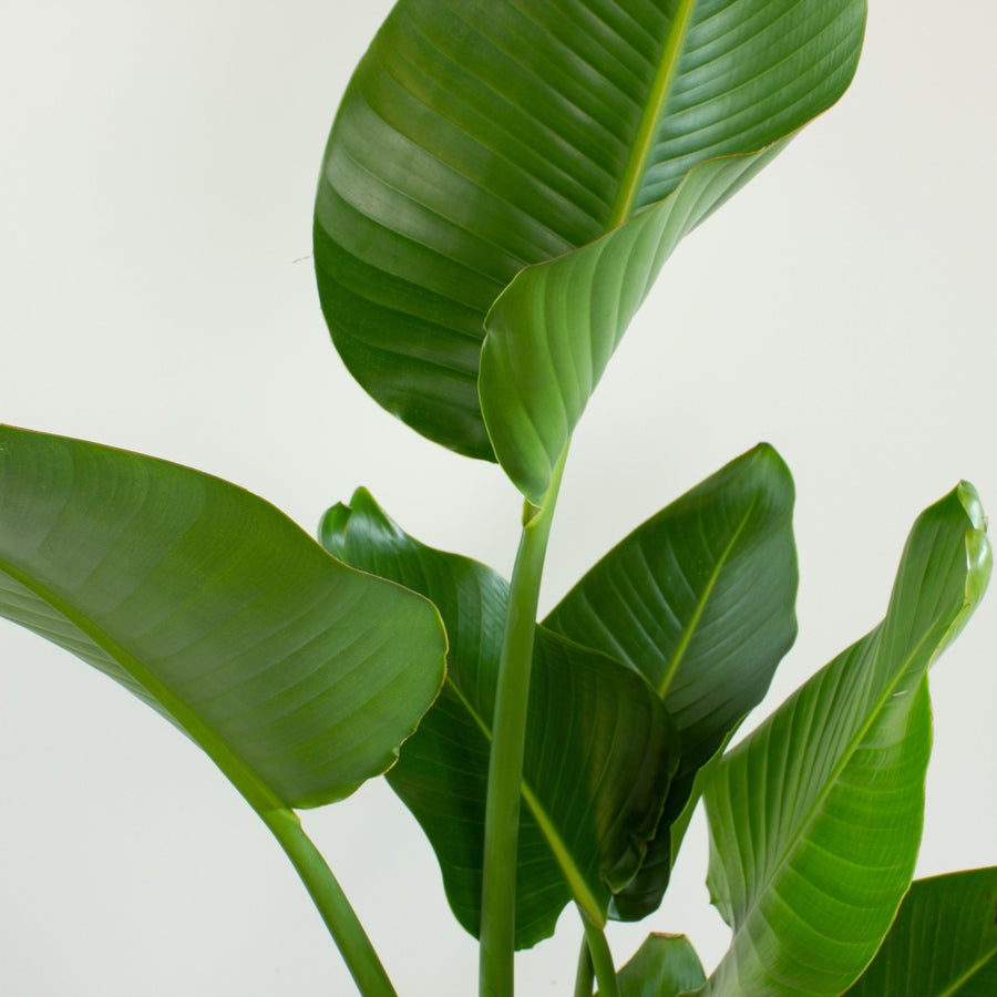 Large Multi Planted Bird of Paradise Strelitzia ‘Nicolai’ 30cm pot |My Jungle Home|