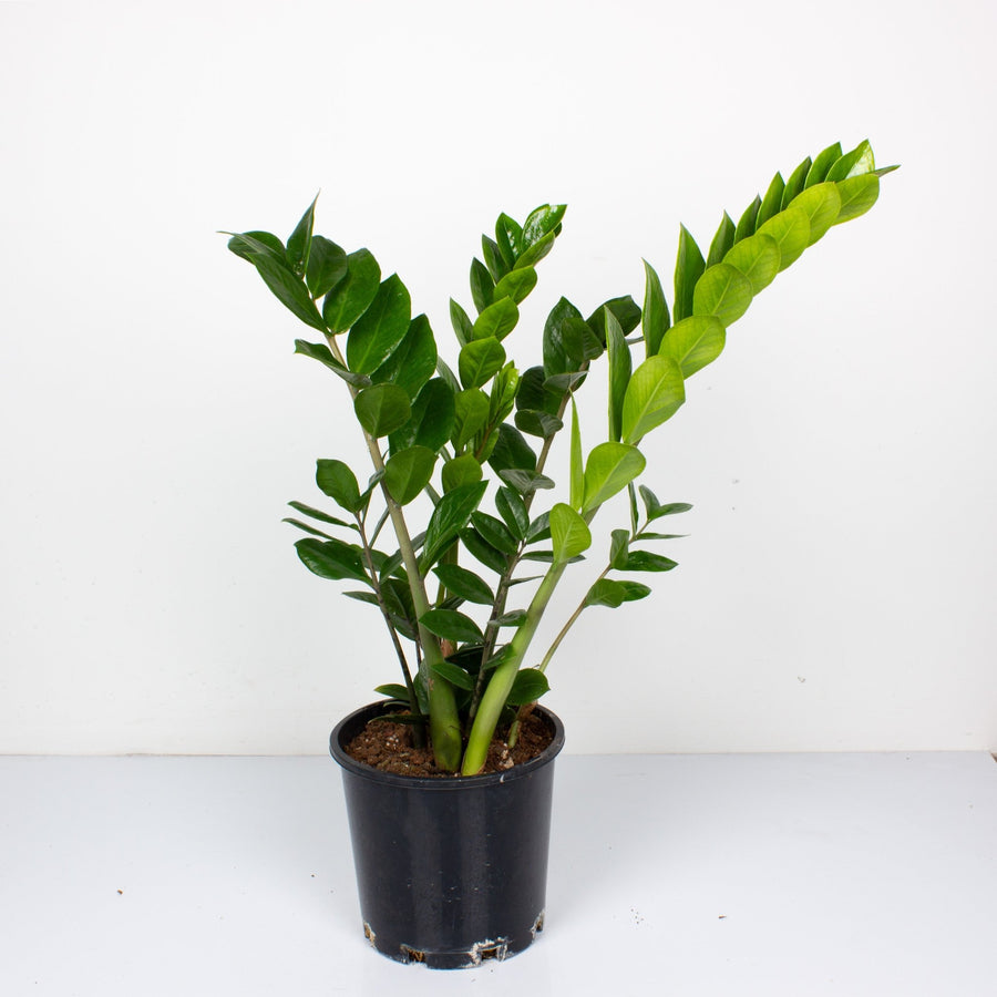 zanzibar gem zz plant Buy ZZ 'Zamioculcus Zamiifolia' Indoor Plant 20cm Pot