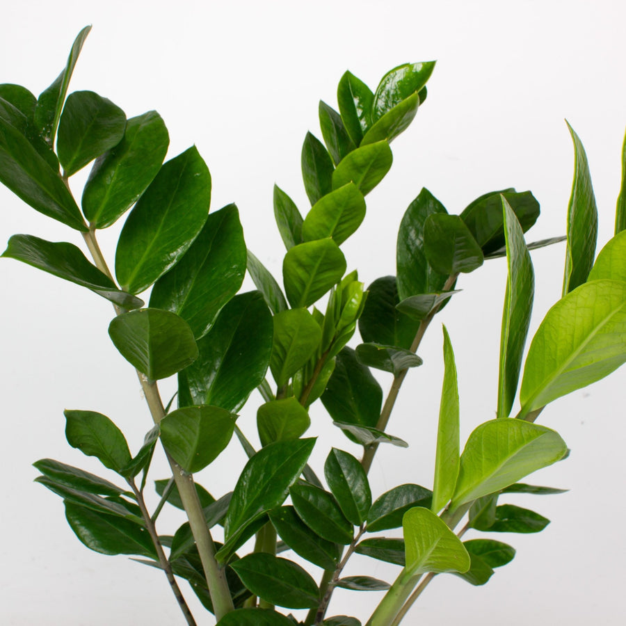 buy zz plant australia Buy ZZ 'Zamioculcus Zamiifolia' Indoor Plant 20cm Pot