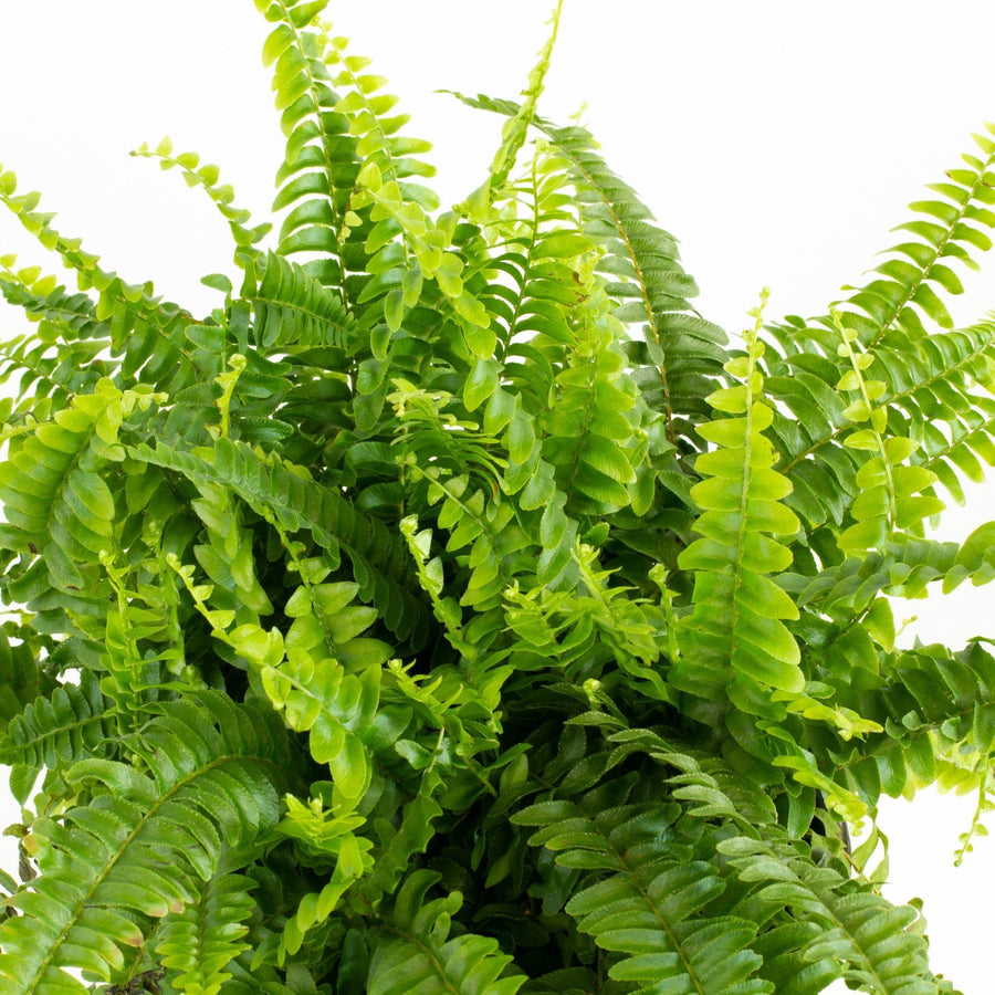 Lush Nephrolepis Boston Fern Hanging Basket 20cm pot |My Jungle Home|