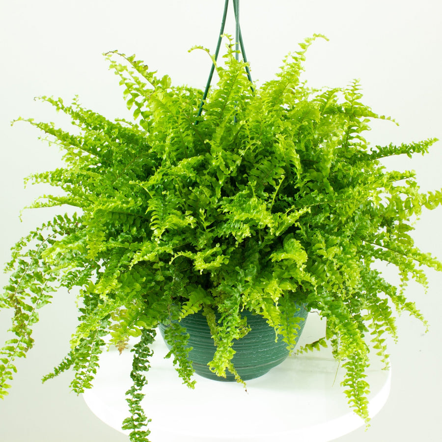 Lush Nephrolepis Boston Fern Hanging Basket 20cm pot |My Jungle Home|