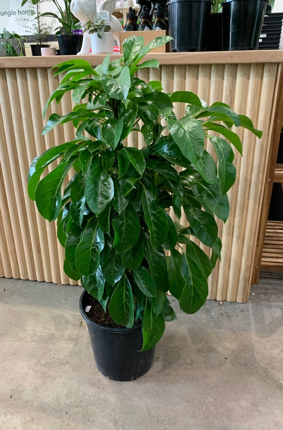 Lush & Tall Schefflera Alpine Junior 'Umbrella Plant' 25cm pot |My Jungle Home|