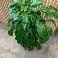 Lush & Tall Schefflera Alpine Junior 'Umbrella Plant' 25cm pot |My Jungle Home|