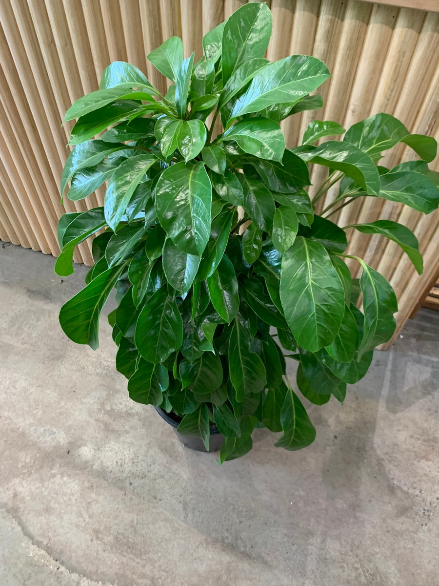 Lush & Tall Schefflera Alpine Junior 'Umbrella Plant' 25cm pot |My Jungle Home|