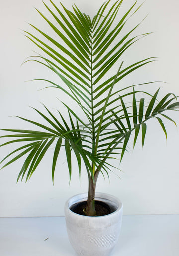 Majestic Palm 'Ravenea Rivularis' 20 cm Pot |My Jungle Home|