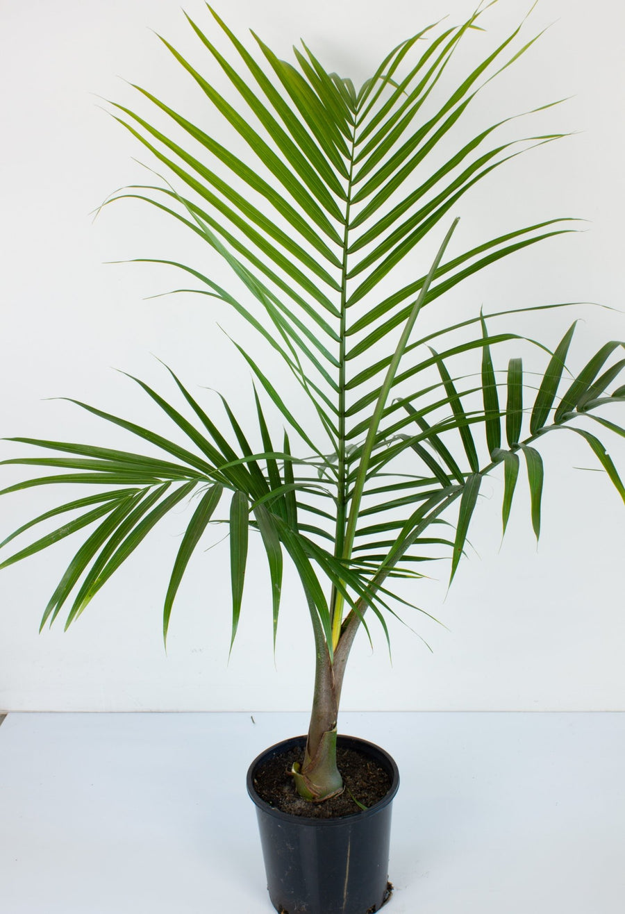 Majestic Palm 'Ravenea Rivularis' 20 cm Pot |My Jungle Home|