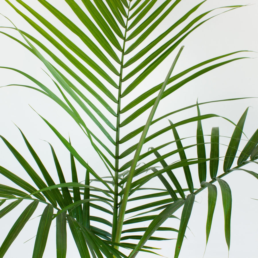 Majestic Palm 'Ravenea Rivularis' 20 cm Pot |My Jungle Home|