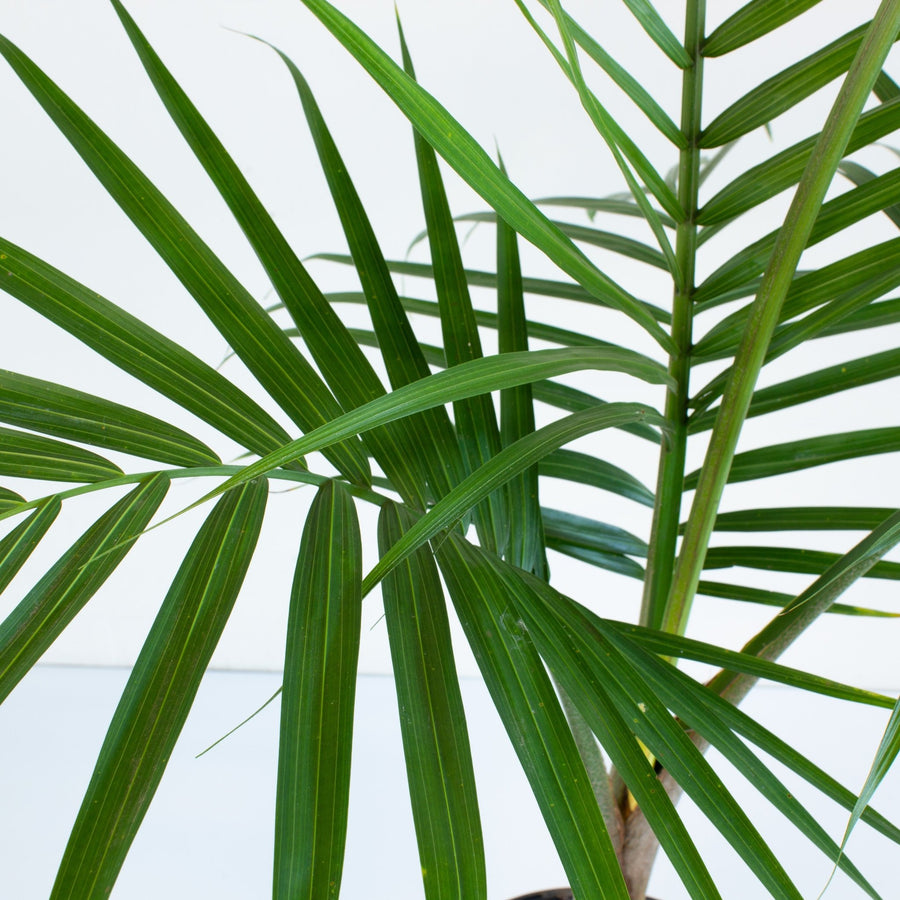 Majestic Palm 'Ravenea Rivularis' 20 cm Pot |My Jungle Home|