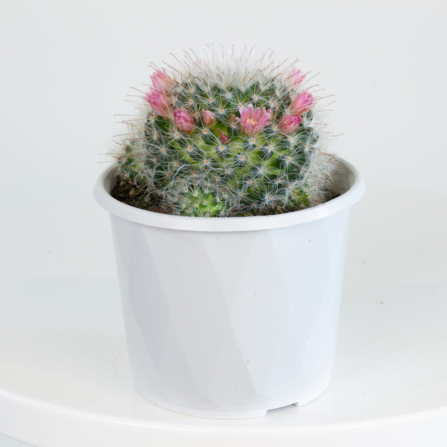 Mammillaria Bocasana v. Rosalviflora Cactus 13cm pot |My Jungle Home|