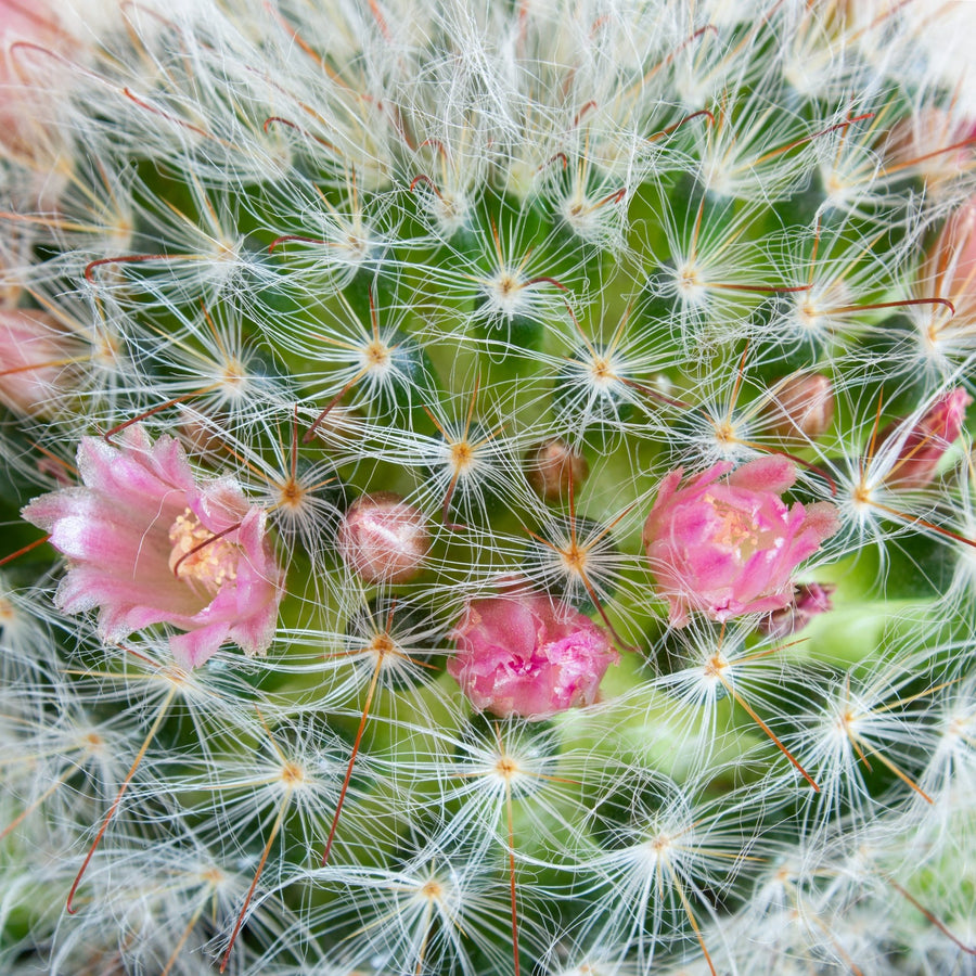 Mammillaria Bocasana v. Rosalviflora Cactus 13cm pot |My Jungle Home|