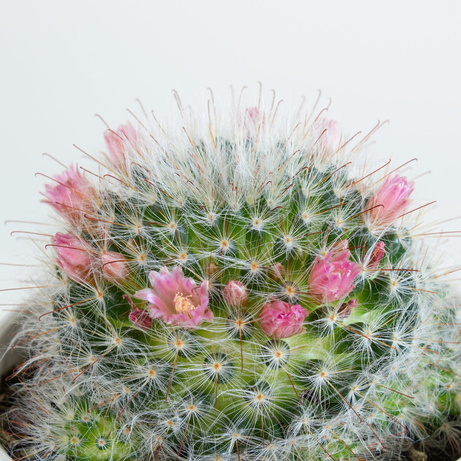 Mammillaria Bocasana v. Rosalviflora Cactus 13cm pot |My Jungle Home|