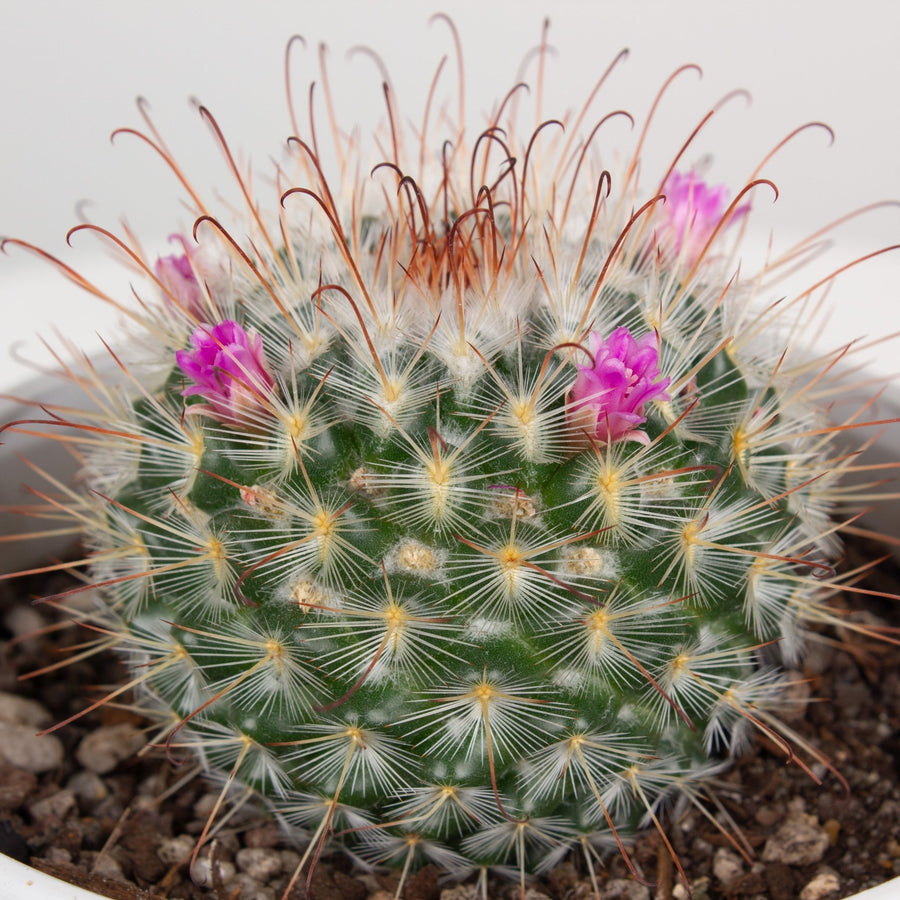 Mammillaria Bombycina Cactus 'The Bridal Ball' 13 cm pot |My Jungle Home|