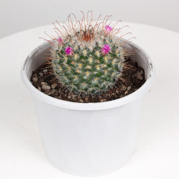 Mammillaria Bombycina Cactus 'The Bridal Ball' 13 cm pot |My Jungle Home|