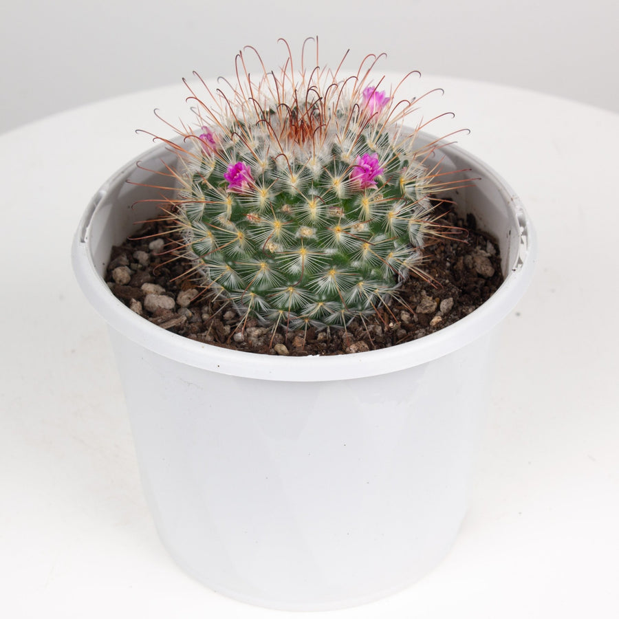 Mammillaria Bombycina Cactus 'The Bridal Ball' 13 cm pot |My Jungle Home|