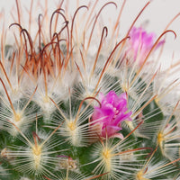 Mammillaria Bombycina Cactus 'The Bridal Ball' 13 cm pot |My Jungle Home|