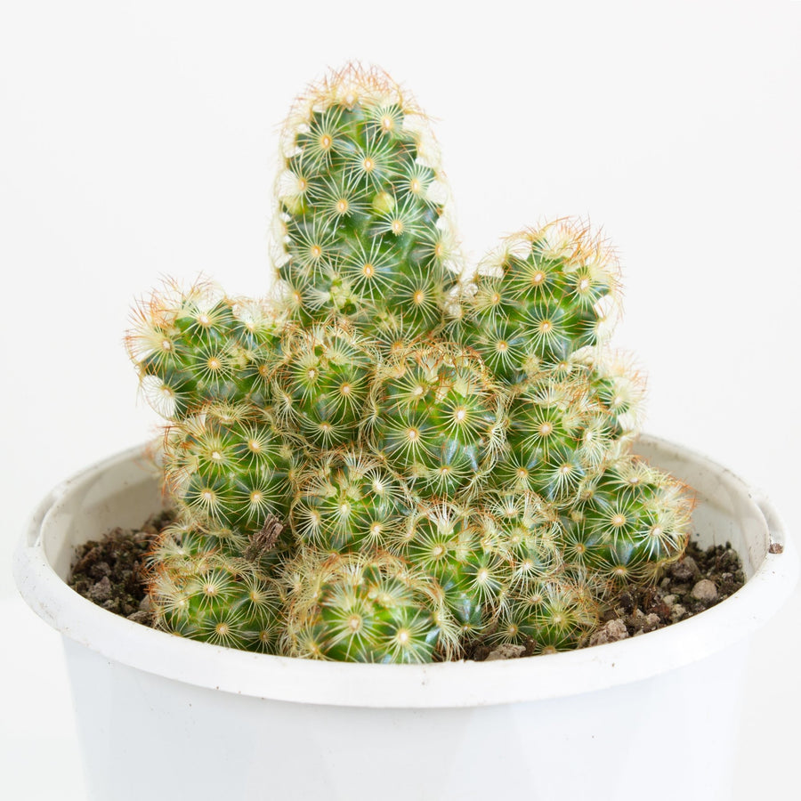 Mammillaria Elongata Cactus 13cm pot |My Jungle Home|
