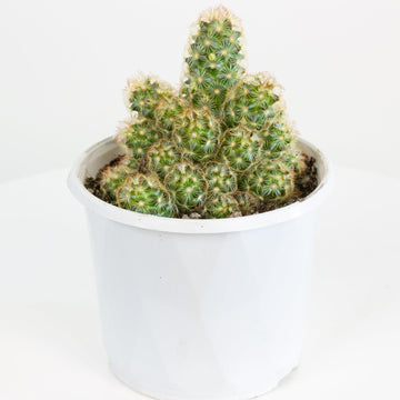 Mammillaria Elongata Cactus 13cm pot |My Jungle Home|