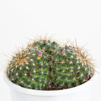 Mammillaria Gina Maru Cactus 13cm pot |My Jungle Home|