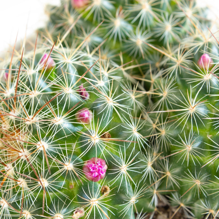 Mammillaria Gina Maru Cactus 13cm pot |My Jungle Home|