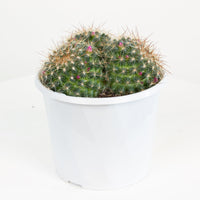 Mammillaria Gina Maru Cactus 13cm pot |My Jungle Home|