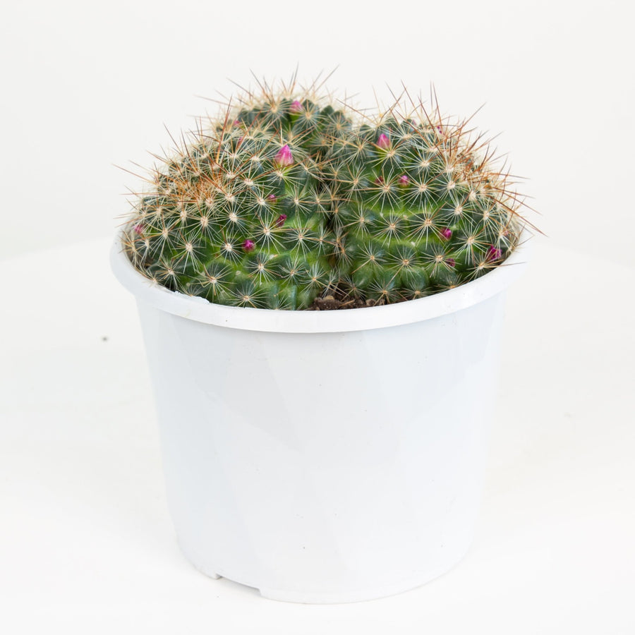 Mammillaria Gina Maru Cactus 13cm pot |My Jungle Home|