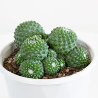 Mammillaria Pico Compacta Cactus 13cm pot |My Jungle Home|