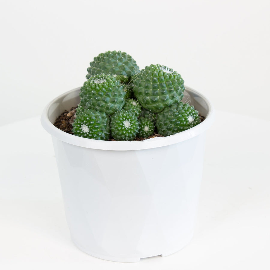 Mammillaria Pico Compacta Cactus 13cm pot |My Jungle Home|