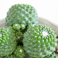 Mammillaria Pico Compacta Cactus 13cm pot |My Jungle Home|