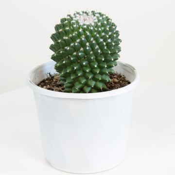 Mammillaria Toluca 13cm pot |My Jungle Home|