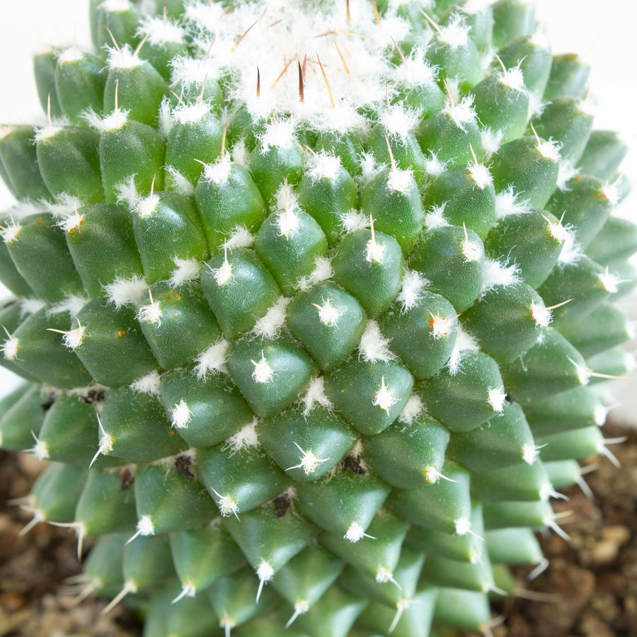 Mammillaria Toluca 13cm pot |My Jungle Home|